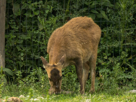 banteng