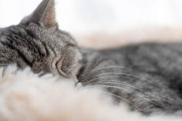窓辺で眠る可愛い猫　サバトラ猫