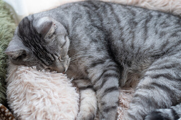 窓辺で眠る可愛い猫　サバトラ猫