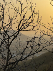 A tree with no leaves is silhouetted against a sky with a sun setting
