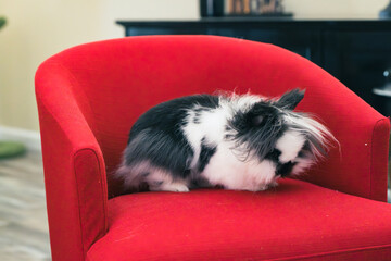 Fluffy Black and White Bunny Relaxing on a Red Armchair