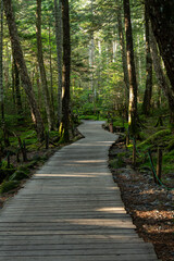 美しい苔の森を歩く　白駒の池
