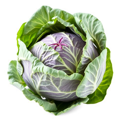 Cabbage isolated on white background