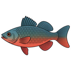 fish on a white background