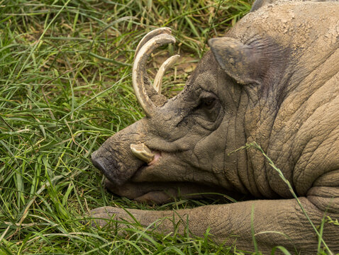  Babiroussa