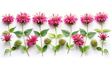 Arrangement of Pink Bee Balm Flowers and Green Seed Pods on White Background