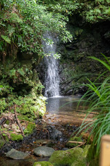緑豊かな滝の風景