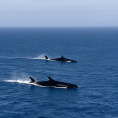 Two fin whales swimming in the Bay of Biscay.