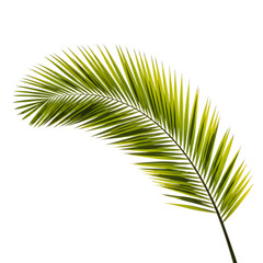 Obraz premium palm leaf isolated on white