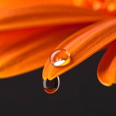 Close-up of water droplets on vibrant orange flower petals in a natural setting during daylight