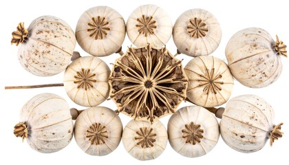 Dried poppy seed heads arranged