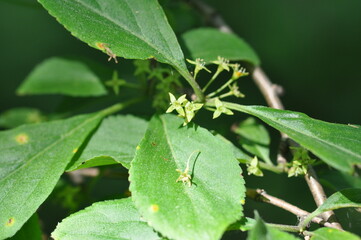 Leaves of Rhamnus parvifolia, a Korean medicinal shrub used for digestive and detoxifying purposes