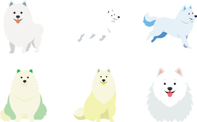 Samoyed Color Vector Illustration
