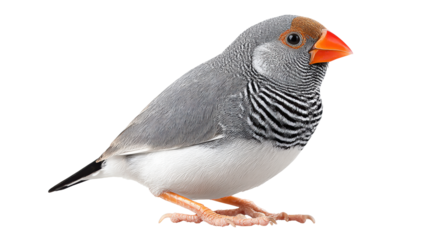 Zebra finch isolated on transparent background with detailed feathers and bright beak
