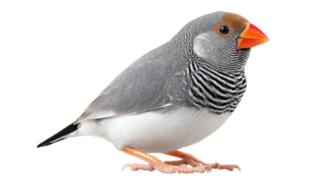 Zebra finch isolated on transparent background with detailed feathers and bright beak