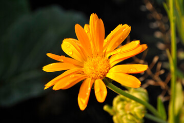 yellow flower on black background
