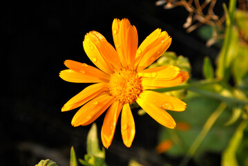 yellow flower on black