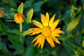 yellow flower in the garden