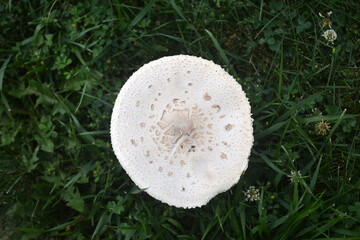 Top-down view of a False Parasol Mushroom