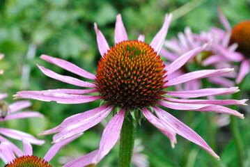 flower in the garden