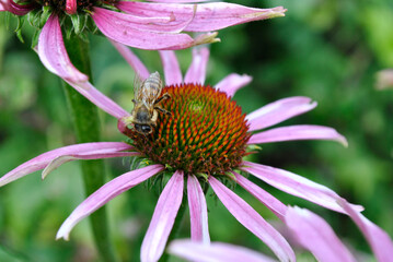 bee on a flower