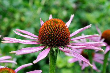 bee on a flower
