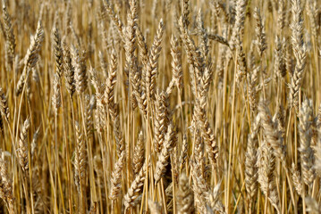 golden wheat field
