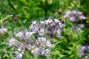 bee on violet flower