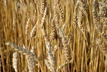 golden wheat field