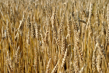 golden wheat field in summer