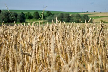 field of wheat
