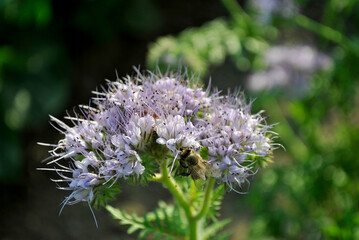bee on a flower