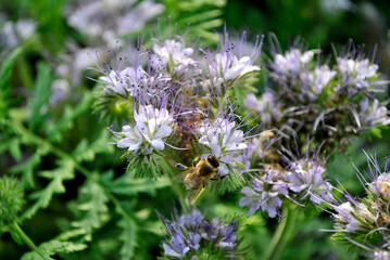 bee on violet blossom