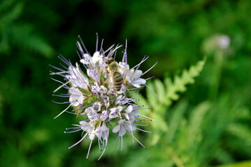 bee on violet flower