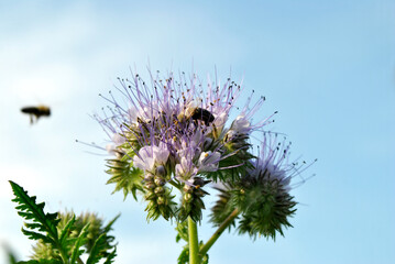 bee on a flower