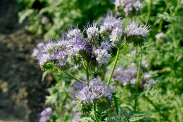 close up of violet flower