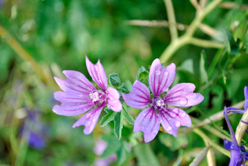 purple flowers in the garden