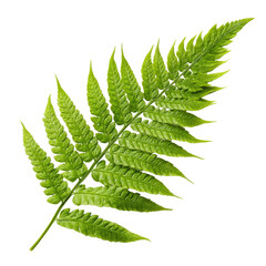 Fresh Green Fern Leaf Isolated on Transparent Background
