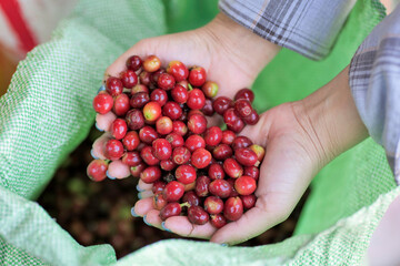 Farmer Displaying Freshly Picked Red Coffee Cherries in Hands