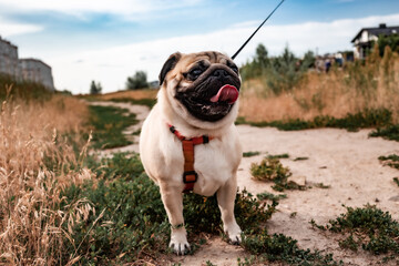 Cute little tan and black pug breed of dog on a walk with harness and a black leash with tongue...