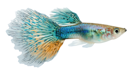 Colorful tropical fish isolated