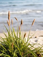 Seaweed long grass at beach close up