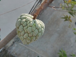 hop cones on a tree