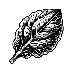 Obraz premium Radicchio Leaf SVG | Minimal Leafy Vegetable Design