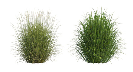 3d Render Two Ornamental Grasses