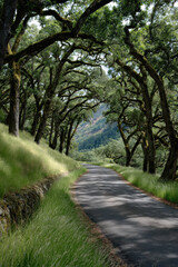 Fototapeta premium winding road leads into lush forest surrounded by greenery and dappled sunlight