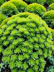 Orpine. Sedum foliage, greenery garden plants at springtime.