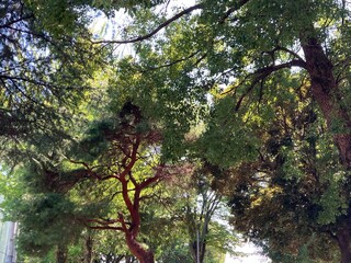 晴れの日の夏の公園の自然。