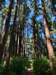 Fototapeta premium Serene forest path with towering trees and clear sky.