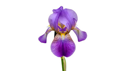 Isolated purple iris flower bloom on white background close up floral photography for spring garden design on transparent background